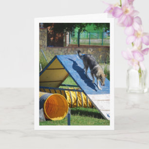 Carte Chien à l'école d'entraînement