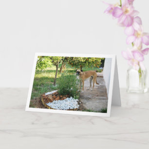 Carte Chien au jardin rocailler