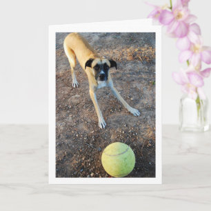 Carte Chien avec grosse balle de tennis