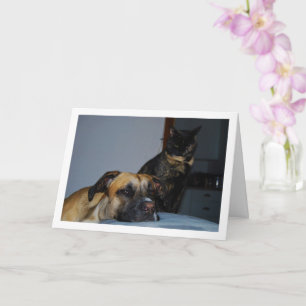 Carte Chien avec Portrait de chat