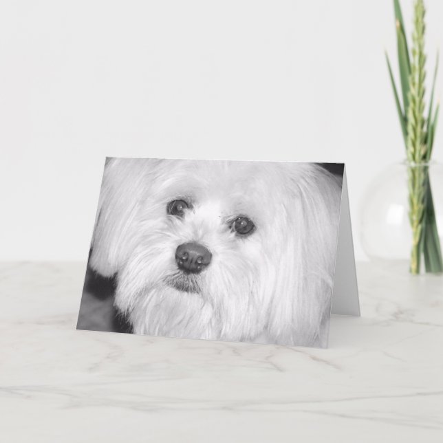 Carte chien blanc (Devant)