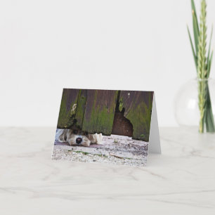 Carte Chien blanc jetant un coup d'oeil sous la barrière