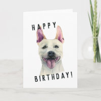 Chien Bull Terrier du White Staffordshire | Annive