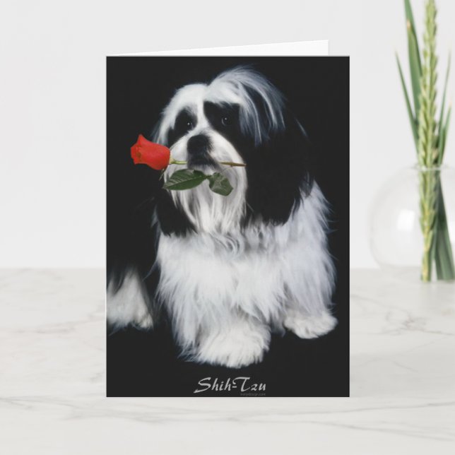Carte Chien Chih Tzu (Devant)