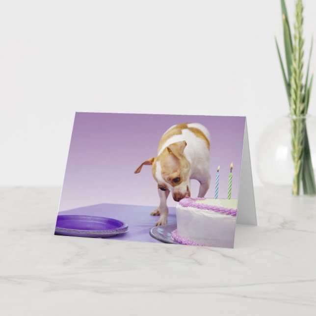 Carte Chien (chihuahua) mangeant un gâteau d'anniversair (Devant)