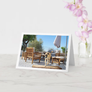 Carte Chien dans le jardin