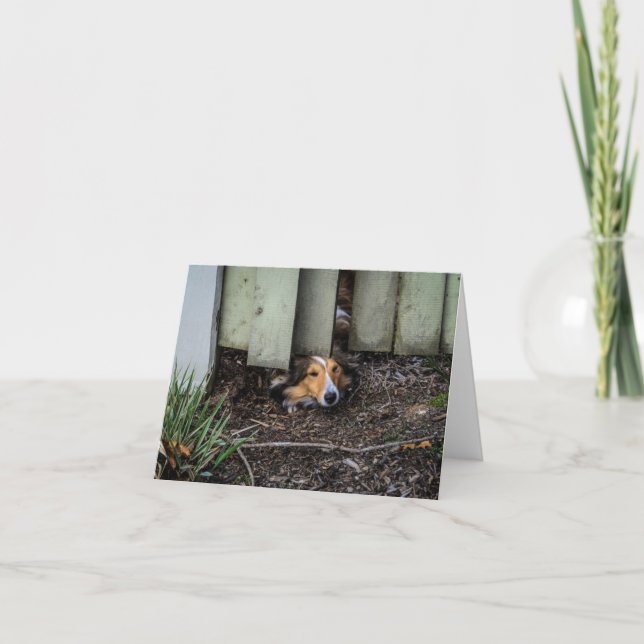 Carte Chien de berger de Sheltie Shetland drôle (Devant)