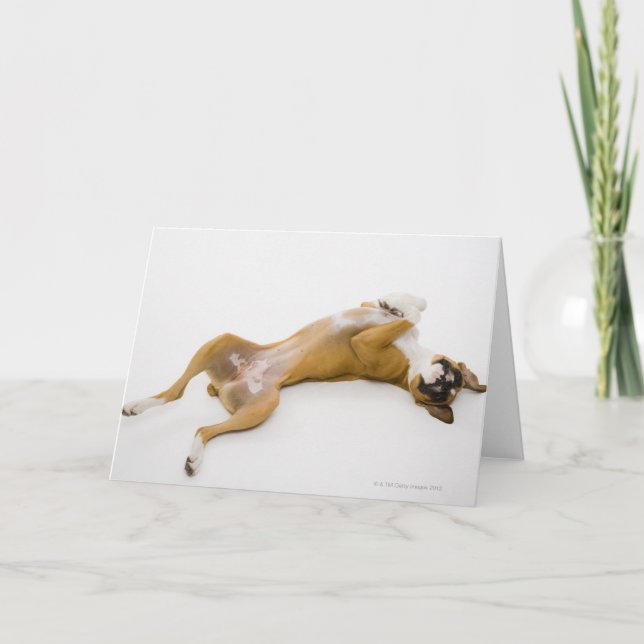 Carte Chien de boxe allongé sur son dos sur le sol (Devant)