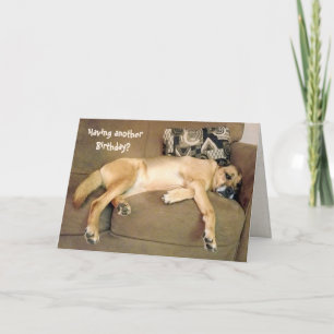 Carte Chien de Hound Anniversaire