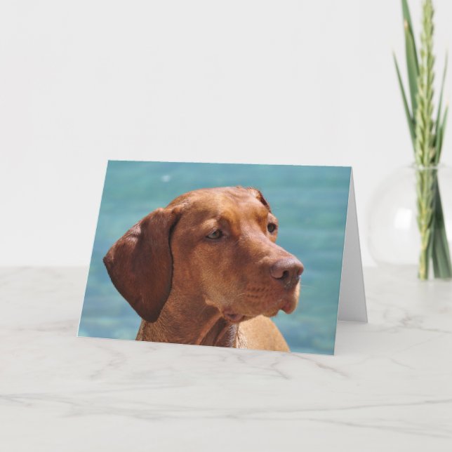 Carte Chien de Magyar Vizsla (Devant)