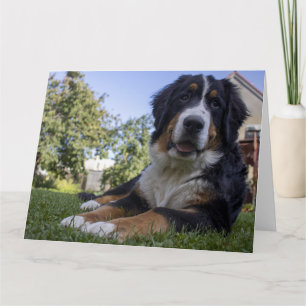 Carte chien de montagne bernois allongé en second
