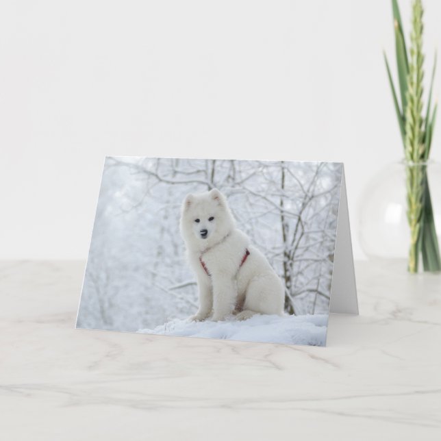 Carte Chien de Samoyed (Devant)