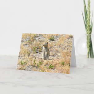 Carte Chien des Prairies en Yosemite, Californie