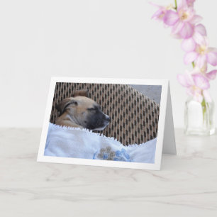 Carte Chien en bas âge dans couverture