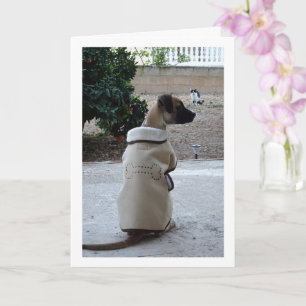 Carte Chien en manteau