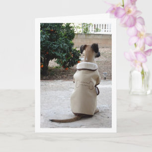 Carte Chien en manteau