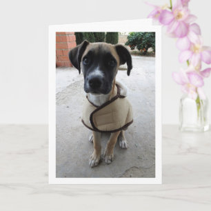 Carte Chien en manteau