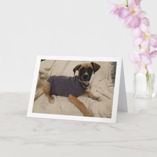 Carte Chien en pull