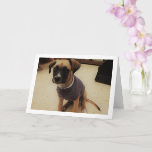 Carte Chien en pull