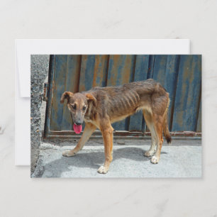 Carte chien errant