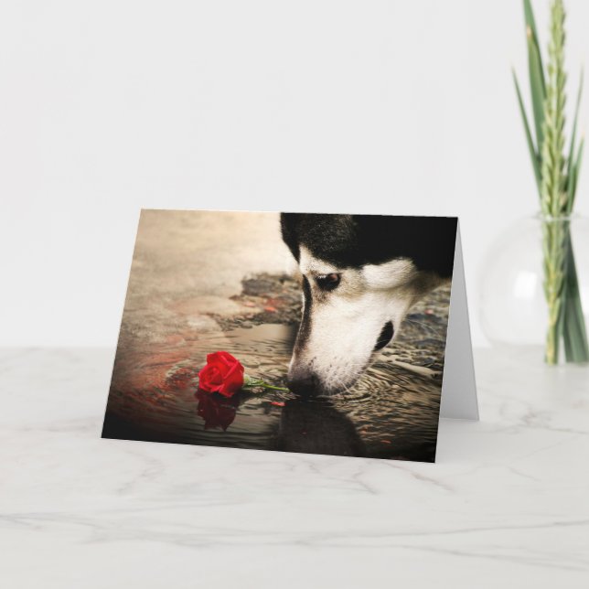 Carte Chien et Rose rouge (Devant)
