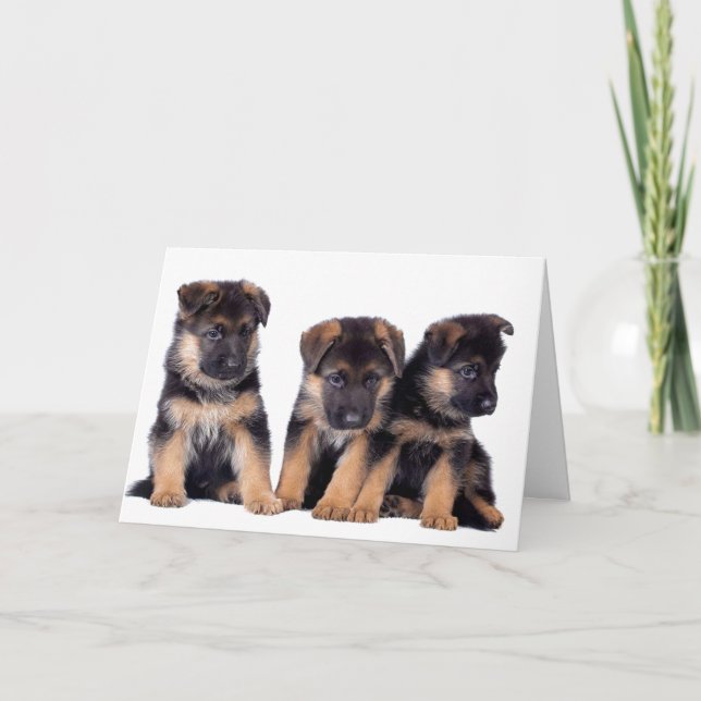 CARTE CHIEN GROOMER, VÉTÉRINAIRE ET CHIEN MARCHER (Devant)