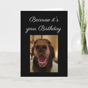 Carte Chien Gros Nez Drôle Anniversaire Amour Chien