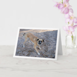 Carte Chien prêt à jouer