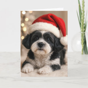 Carte Chien Shih Tzu de Noël avec chapeau de Père Noël