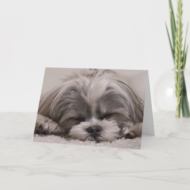 Carte Chien Shih Tzu Dormir (Devant)
