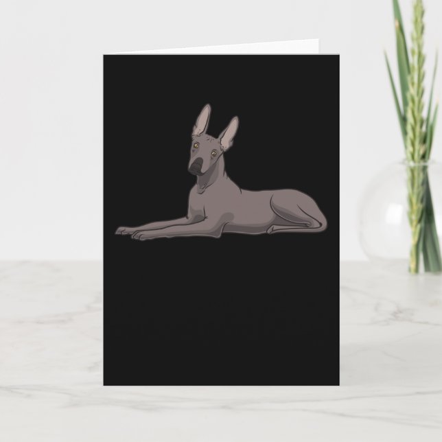 Carte Chien Xoloitzcuintle (Devant)