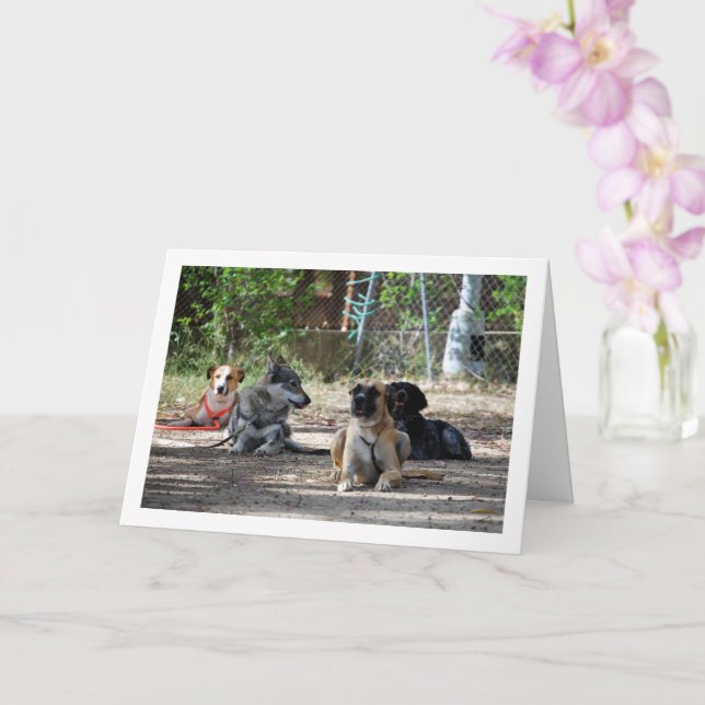 Carte Chiens à l'école de formation (Orchidée)