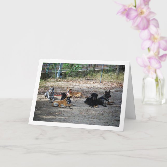 Carte Chiens à l'école de formation (Orchidée)