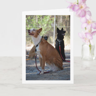 Carte Chiens assis dans la cour