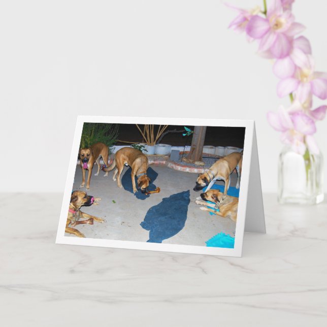 Carte Chiens avec des os et des serviettes (Orchidée)