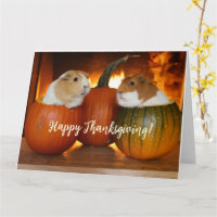 Chiens de Guinée bon thanksgiving