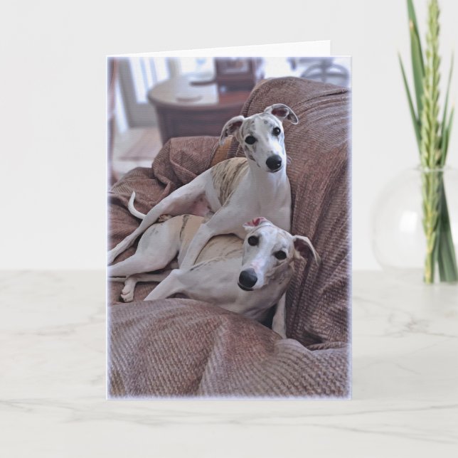 Carte Chiens de Whippet (Devant)