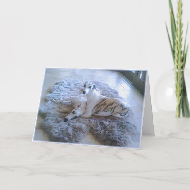 Carte Chiens de Whippet (Devant)