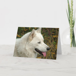 Carte Chiens malamutés de l'Alaska