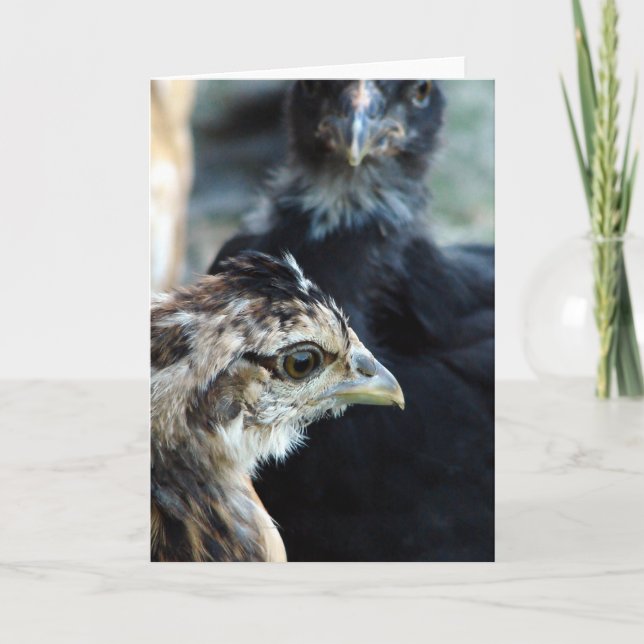 Carte Chiens mélangés de Barnyard (Devant)