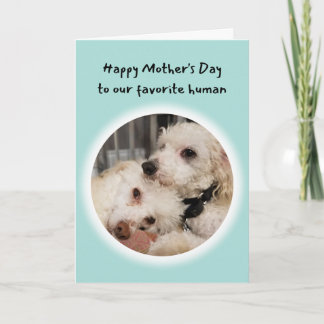 Carte Chiens mignons Vous êtes ma fête préférée des mère