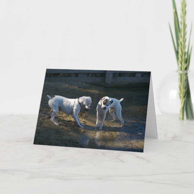 Carte Chiens Rencontrez Leur Première Vague (Devant)