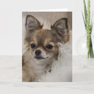 Carte Chihuahua gâté se relaxant