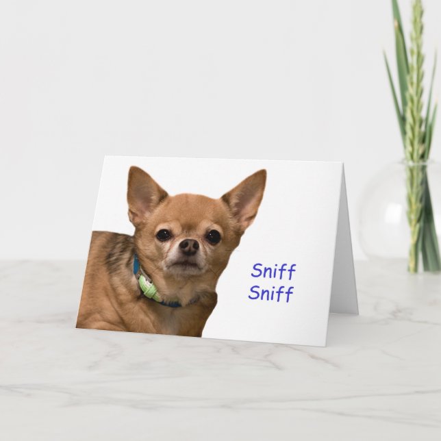 Carte Chihuahua Sniff Birthday Card (Devant)