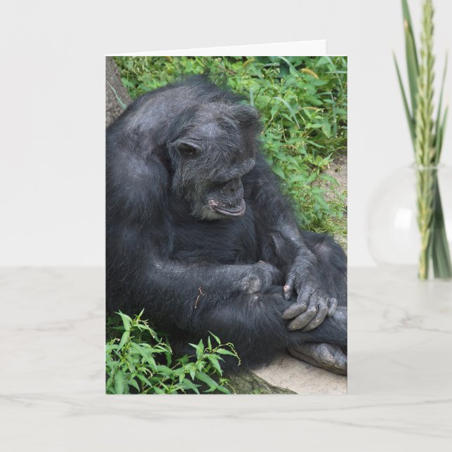 Carte Chimpanzé de l'anniversaire tardif (Devant)