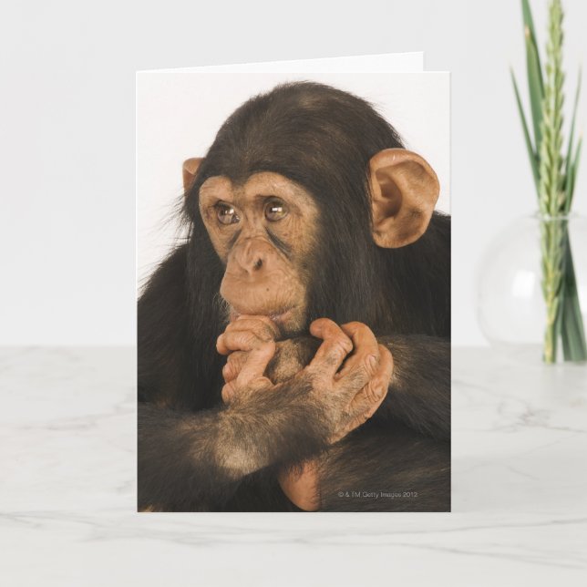 Carte Chimpanzé (troglodytes de casserole). Jeune (Devant)