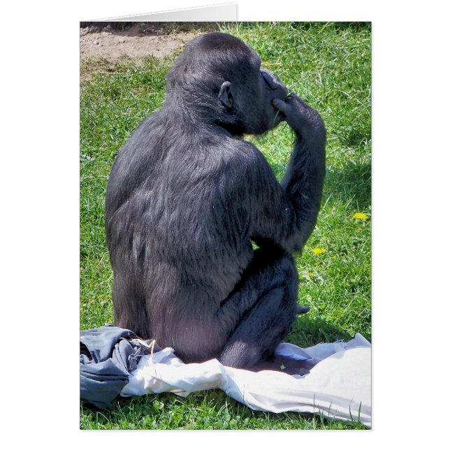 Carte CHIMPANZEE (Devant)