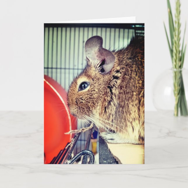 Carte Chinchilla (Devant)