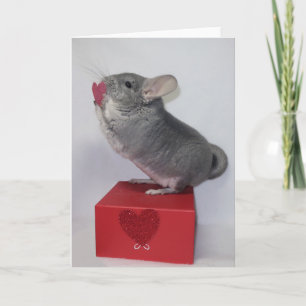 Carte Chinchilla tendant vers un cœur rose