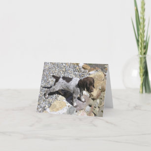 Carte Chiot allemand d'indicateur aux cheveux courts